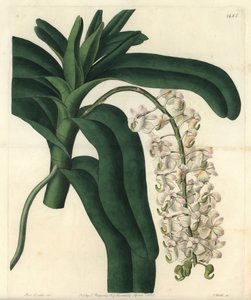 Jamaikanische Salbe