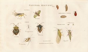 Verschiedene Insektenarten aus den Familien der Zikaden und Wanzen