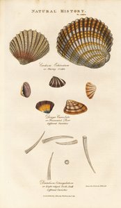 Verschiedene Muschelarten von Sydenham Teast Edwards