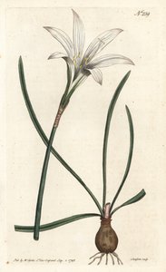 Virginia Amaryllis - Atamasco-Lilie, Zephyranthes atamasco (Amaryllis atamasco) - Handkolorierter Kupferstich von Sansom nach einer Illustration von Sydenham Edwards aus William Curtis