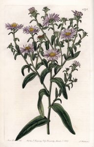 Virginia-Aster oder Ernteblume (Tafel)