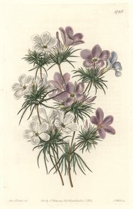 Weißer und violetter Leptosiphon