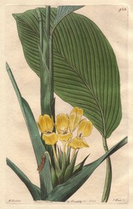 Gelbblühende Calathea, heimisch in Brasilien - S. Watts starkes Wasser aus einer Illustration von M. Mart, aus dem Botanischen Register