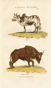 Zebu und Europäischer Bison