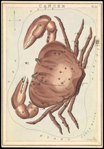 Krebs, ca. 1825 von Sydney Hall