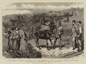 Der Prinz von Wales in Schweden, der Prinz untersucht eine Herde Rentiere, die auf Befehl des Königs aus den Bergen nach Storlien gebracht wurden