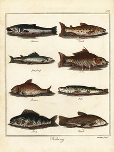 Fischen: Lachs, Forelle, Äsche, Karpfen, Brachse, Hecht, Barsch, Schleie. 1792