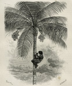 Die Ernte des Wachses der Ceroxylon-Palme im Quindio (Kolumbien), Gravur von Taylor und Ferdinandus, zur Illustration der Geschichte L
