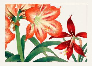 Vintage Amaryllisblume aus "Seiyou Sokazufu"