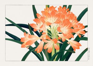 Vintage Cliviminiata Blume aus "Seiyou Sokazufu"