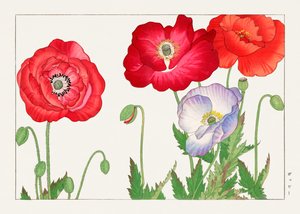 Vintage Mohnblume aus "Seiyou Sokazufu"