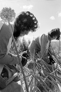 Familienbauer Ed Ker auf der A.M. Ker Ranch ist ein landwirtschaftlicher Siedler, der Luzerne anbaut