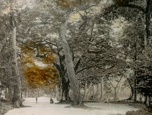 Jahrhundertealte Bäume im Shimogamo-Park, Kyoto, um 1900 - 1915 von Teijiro Takagi