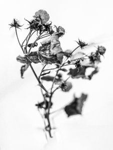 Mitten in den Blumen 10, 2021 von Teis Albers