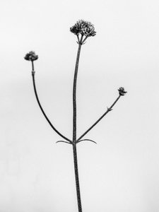 Mitten in den Blumen 11, 2021