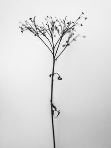 Mitten in den Blumen 13