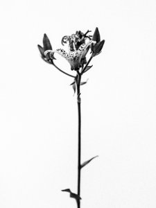 Mitten in den Blumen 19, 2021