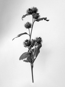Mitten in den Blumen 23, 2021