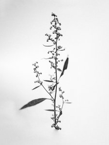 Mitten in den Blumen 24, 2021 von Teis Albers