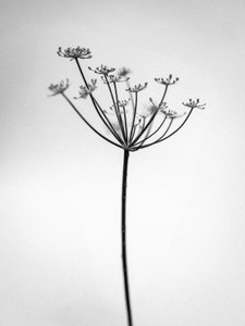 Mitten in den Blumen 29, 2021