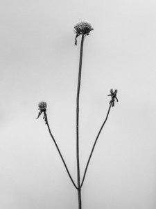 Mitten in den Blumen 2, 2021