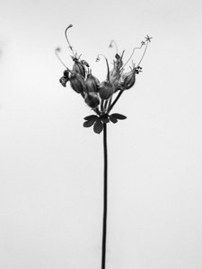 Mitten in den Blumen 42, 2021