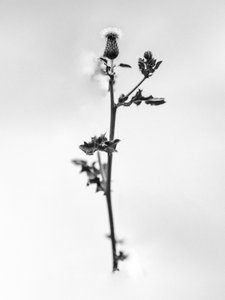 Mitten in den Blumen 48, 2021 von Teis Albers