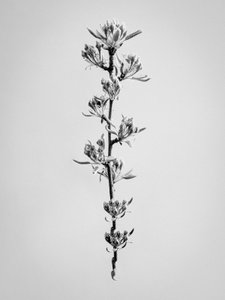 Mitten in den Blumen 59, 2021 von Teis Albers