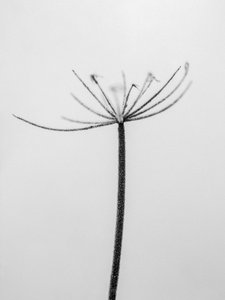 Mitten in den Blumen 6, 2021