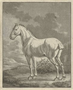 Schimmel auf einer Wiese von Tethart Philip Christian Haag