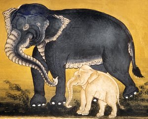 Elefant und Kalb, Seite aus einem Manuskript über Elefantentraining