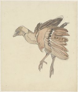 Toter Vogel (Rebhuhn?)