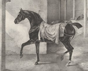Schwarzes Pferd im Stall angebunden, 1822