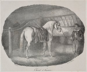 Hannoveraner Pferd