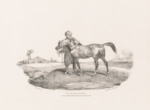 Verschiedene Motive aus dem Leben und auf Stein: Ein arabisches Pferd von Theodore Gericault