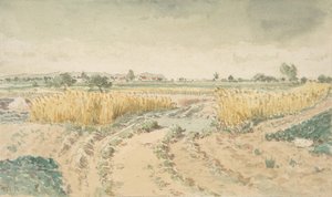 Weizenfelder