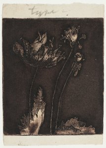 Letzte Mohnblumen
