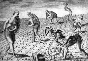 Landwirtschaft unter den Ureinwohnern Südamerikas - in „Admirante Narratio Americae“, von Théodore de Bry von Theodore de Bry
