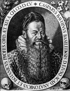 Porträt von Gaspard Bauhin, Schweizer Botaniker, Gravur von Theodore de Bry