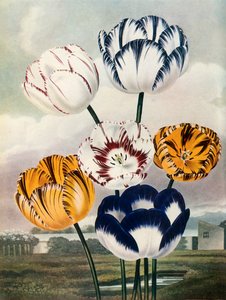 Tulpen