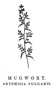 Ein Holzschnitt, der einen Zweig von Beifuß darstellt, eine Art aromatischer Pflanzen der Gattung Artemisia. Holzschnitt von Thomas Bewick (1753-1828), einem englischen Graveur und Naturgeschichtsschriftsteller von Thomas Bewick