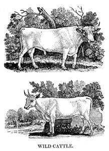 Britisches Wild- oder Parkvieh, 1790 von Thomas Bewick