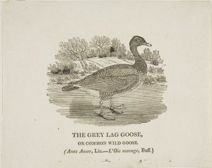 Graugans von Thomas Bewick
