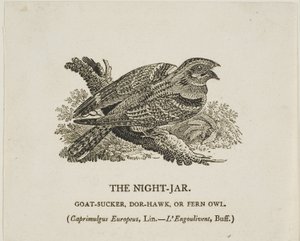 Die Nachtschwalbe von Thomas Bewick
