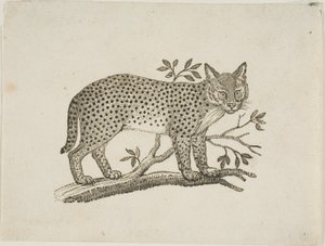 Der Serval von Thomas Bewick