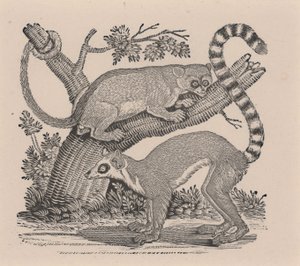Zwei Lemuren, aus "Allgemeine Geschichte der Vierfüßer" von Thomas Bewick