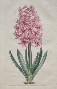 Das Botanische Magazin oder Der Blumengarten: Gartenhyazinthe (1806)