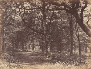 Waldszene, Norton, Cheshire, 1856