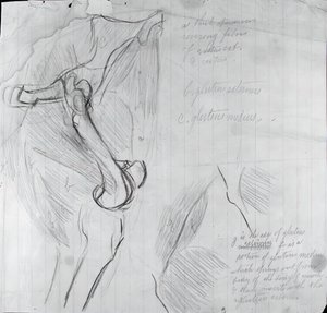 Anatomische Zeichnung, ca. 1878 von Thomas Eakins