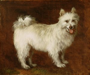 Spitzhund